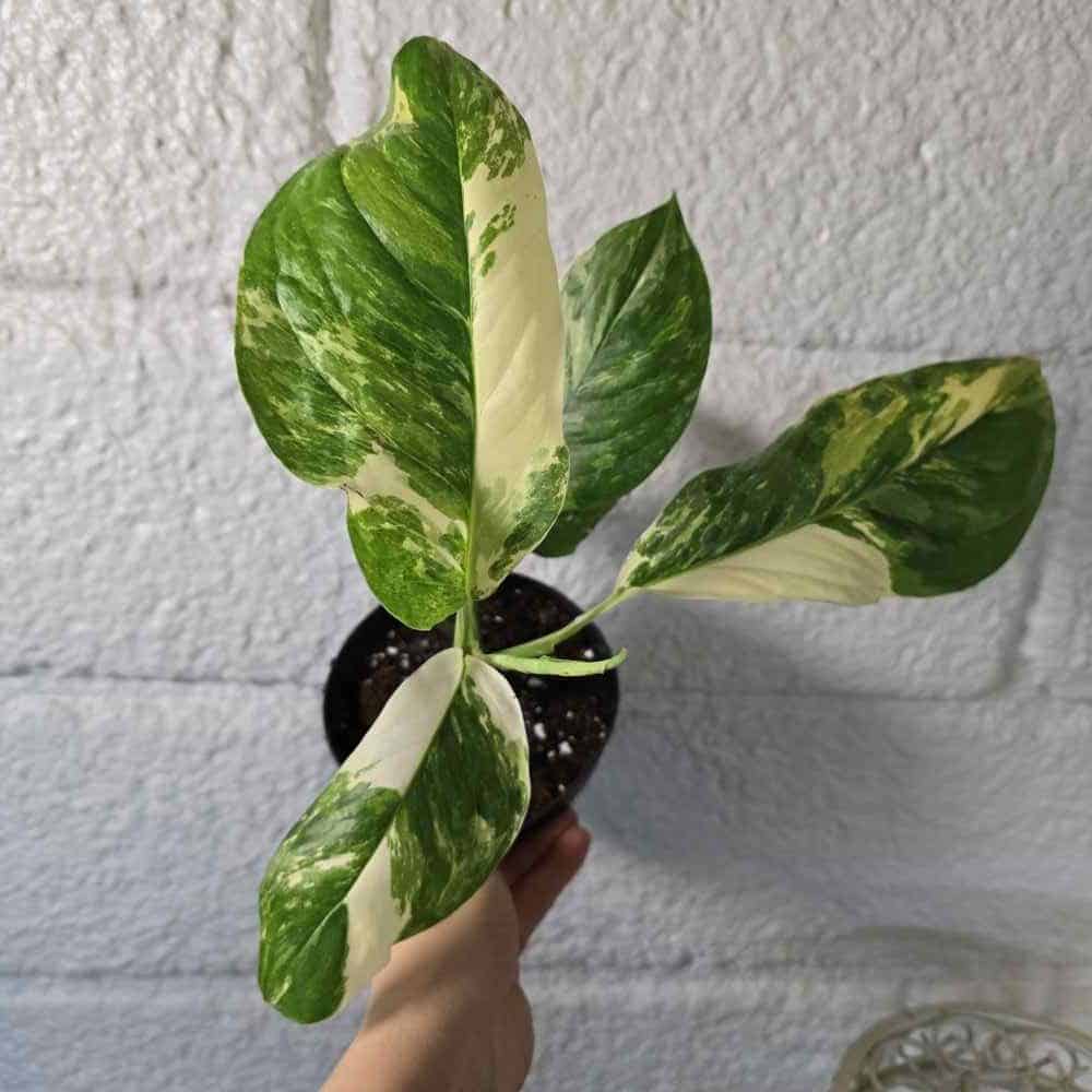 Peikonlehti Monstera lechleriana variegata ruukussa II-LAATU (lehdissä voi olla vähän ruskeita laikkuja)