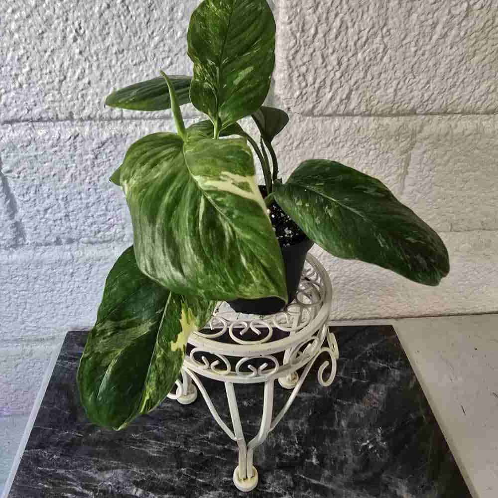 Peikonlehti Monstera lechleriana variegata ruukussa II-LAATU (lehdissä voi olla vähän ruskeita laikkuja) - Image 4