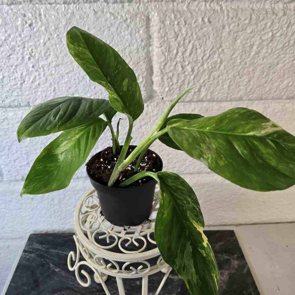 Peikonlehti Monstera lechleriana variegata ruukussa II-LAATU (lehdissä voi olla vähän ruskeita laikkuja) - Image 5