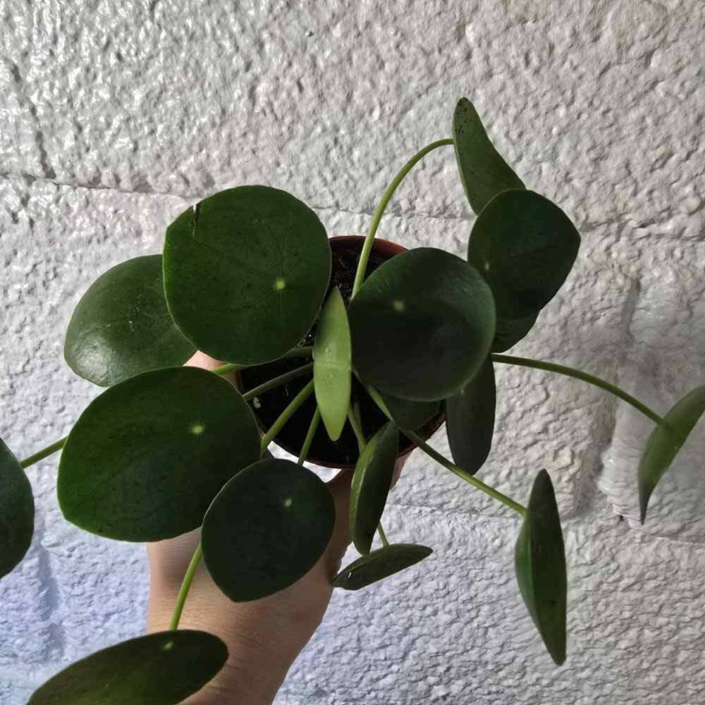 Kilpipiilea ruukussa - Image 5