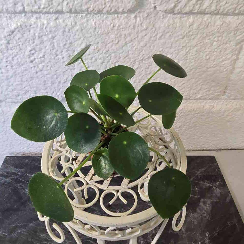 Kilpipiilea ruukussa