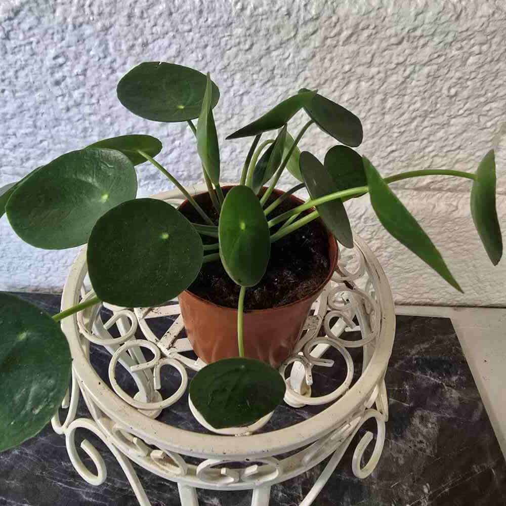 Kilpipiilea ruukussa - Image 4