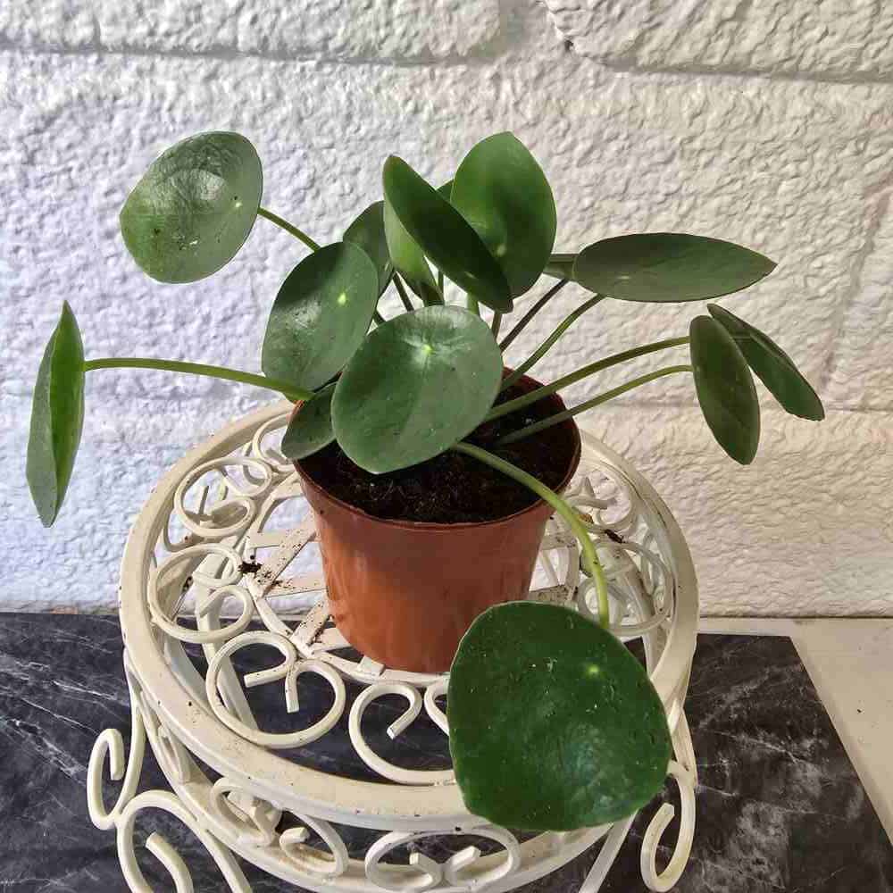 Kilpipiilea ruukussa - Image 3