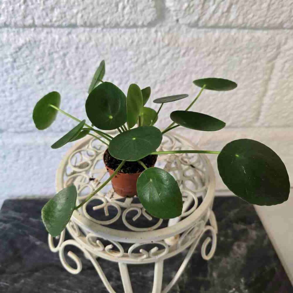 Kilpipiilea ruukussa - Image 2