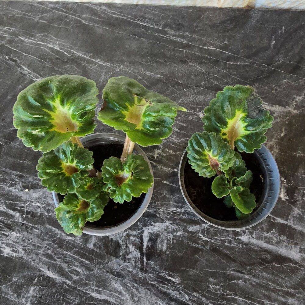 Saintpaulia 'Little Miss Muffet' semimini pikkuruukussa - Image 2