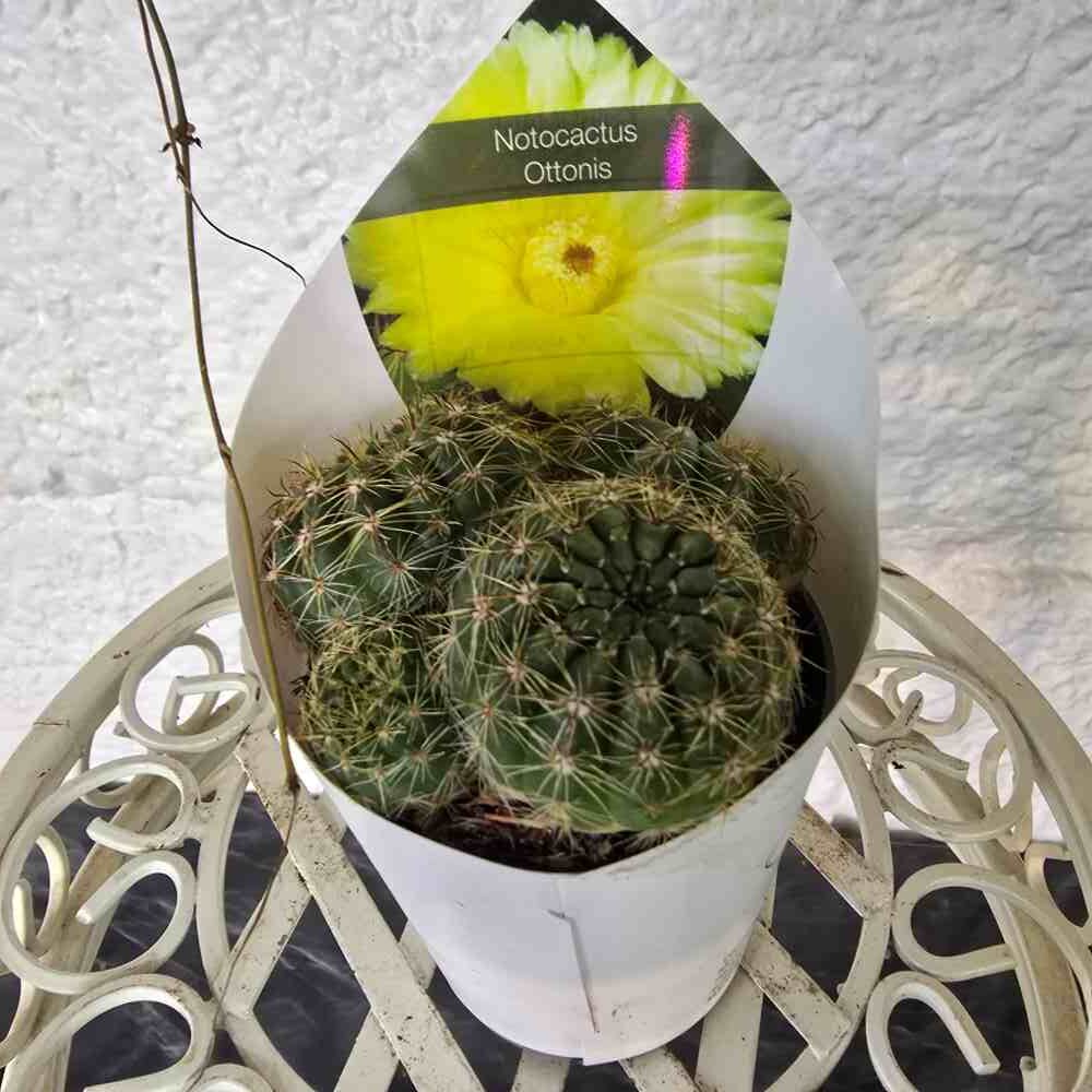 Kuulakaktus Parodia / Notocactus ottonis - Image 5