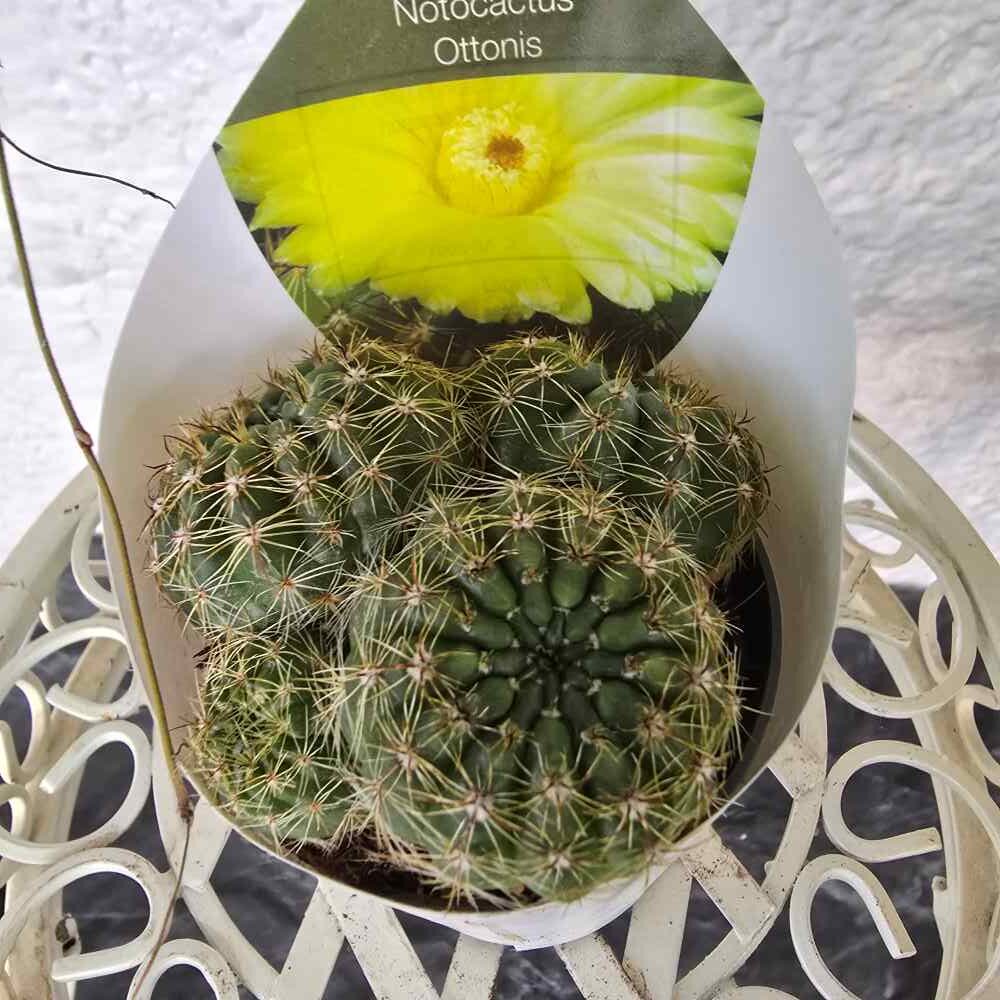 Kuulakaktus Parodia / Notocactus ottonis