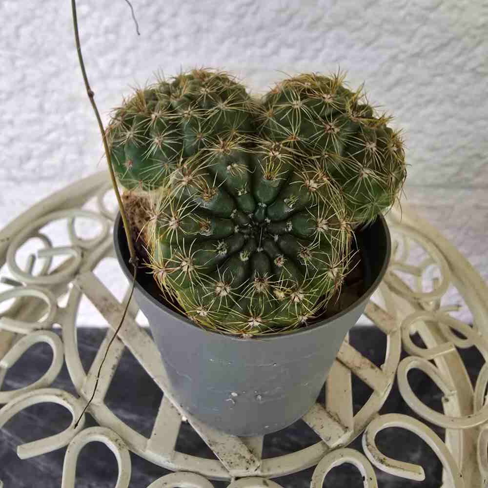 Kuulakaktus Parodia / Notocactus ottonis - Image 3