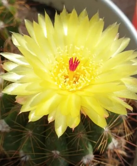 Kuulakaktus Parodia / Notocactus ottonis - Image 2