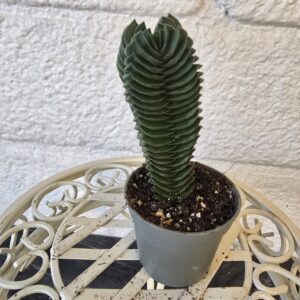 Rahapuu 'Buddha's Temple' pikkuruukussa