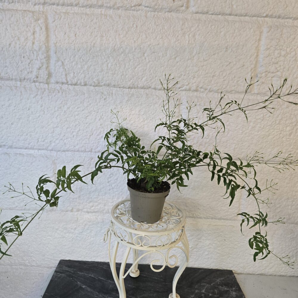 Kiinanjasmiini - nupullinen kasvi - Image 2