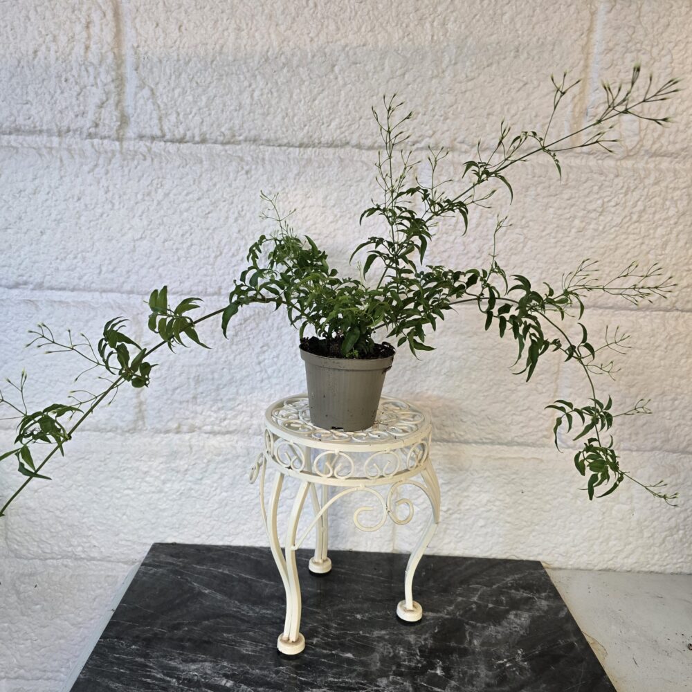 Kiinanjasmiini - nupullinen kasvi