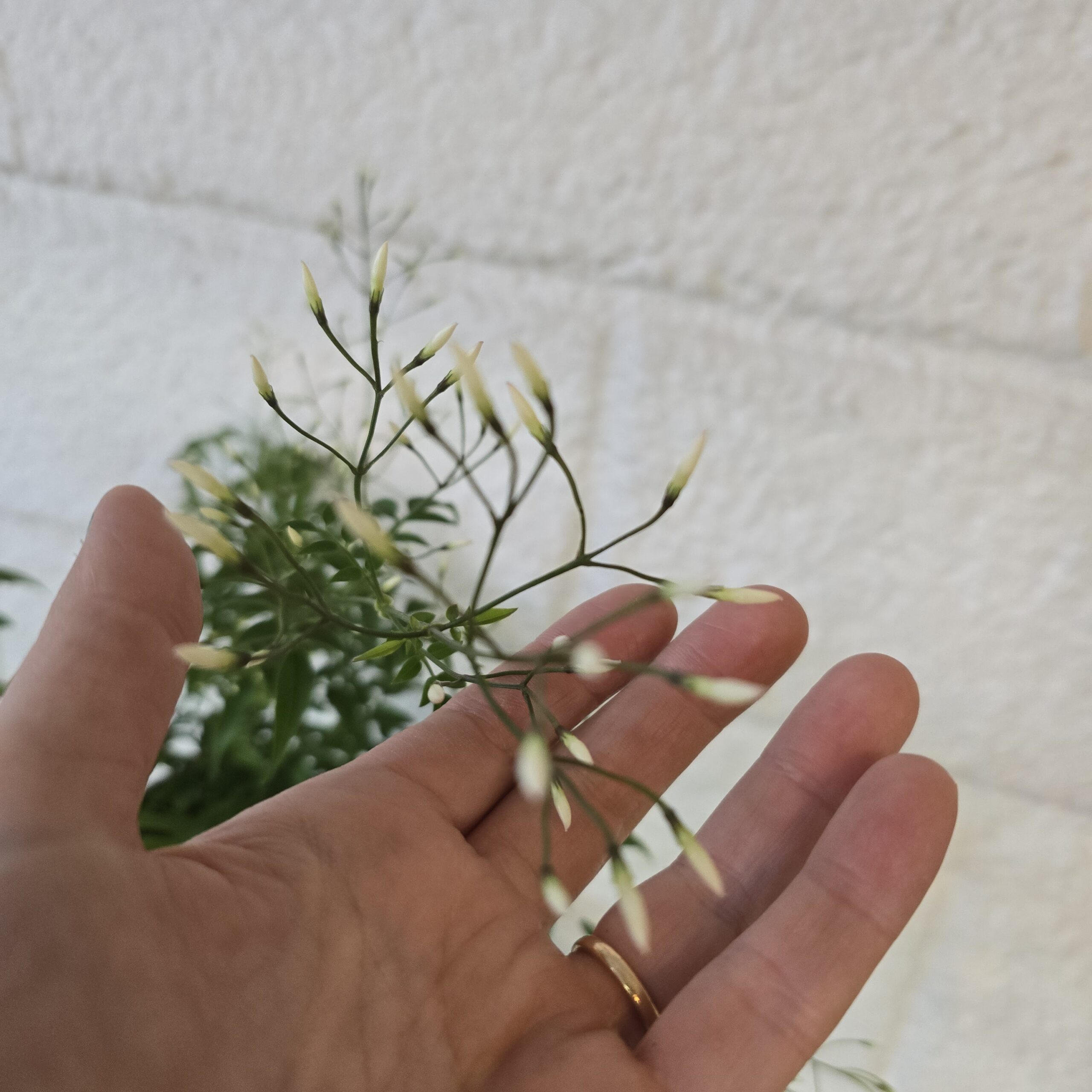 Kiinanjasmiini - nupullinen kasvi - Image 4