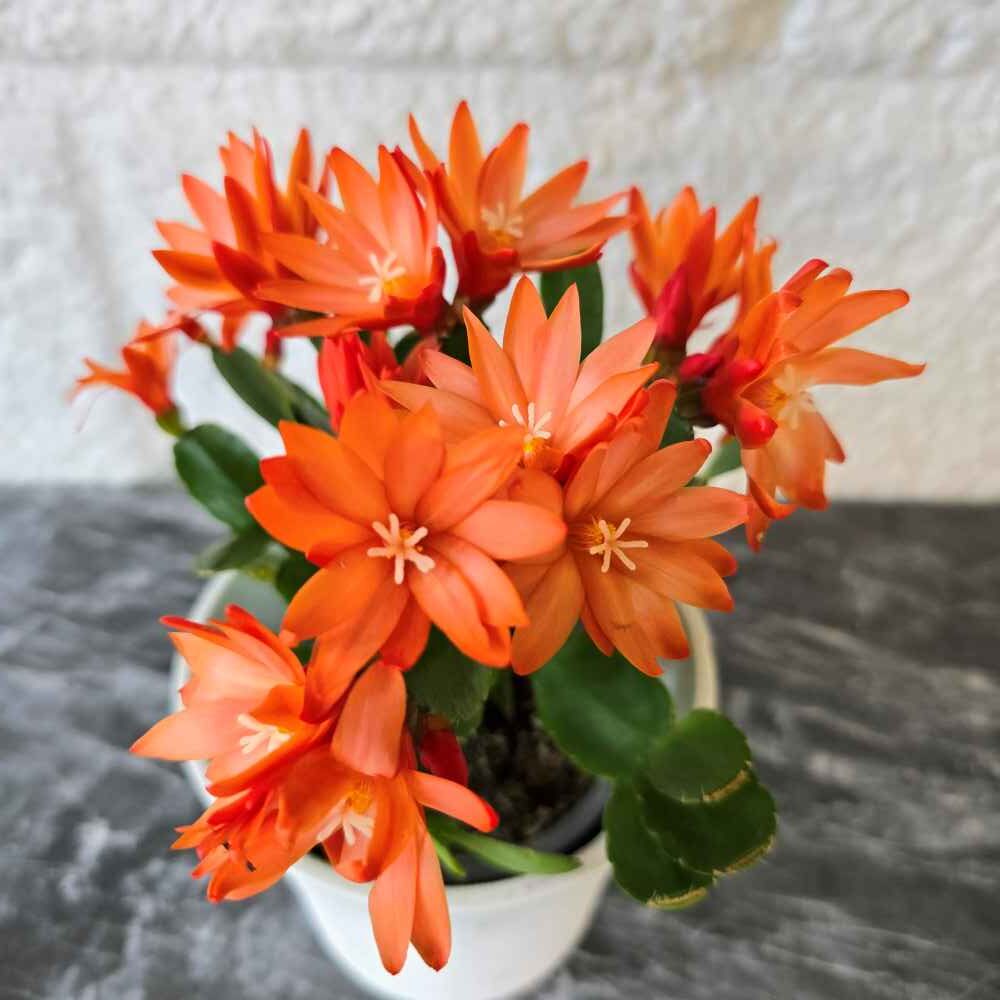 kevätkaktus oranssi