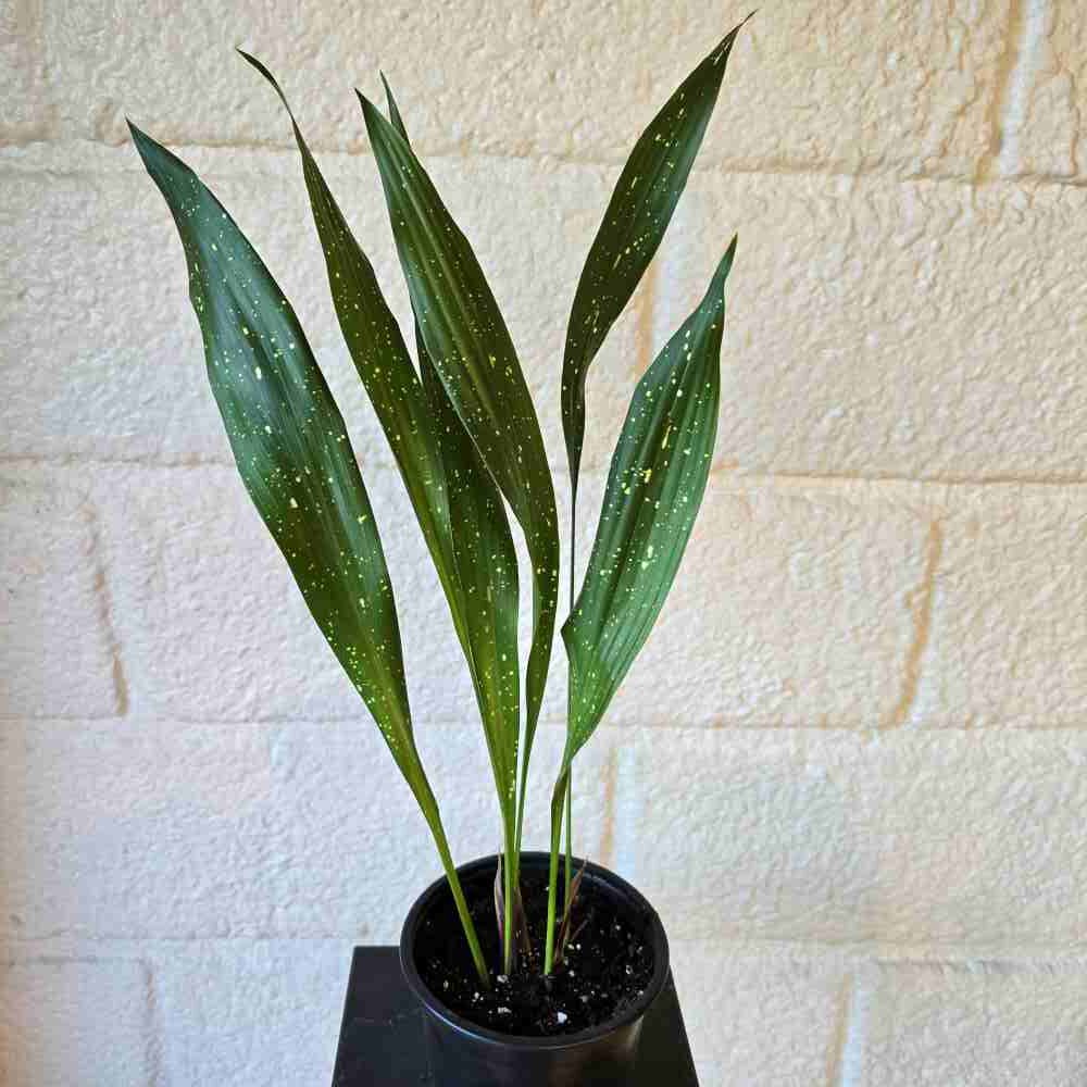 Tuonenkielo 'Milky Way' ruukussa L koko